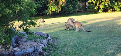 Roo Or 2 On Streeter - Lightning Ridge Tourism 3