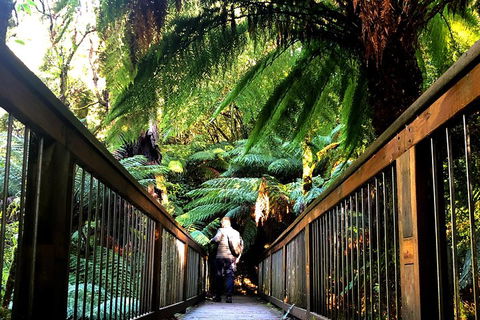 Small-Group Great Ocean Road And Twelve Apostles Full-Day Tour - Lightning Ridge Tourism 1