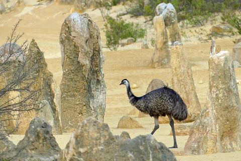 Private, Luxury Pinnacles Tour: Stargazing, Sand-boarding & Sightseeing - Lightning Ridge Tourism 5