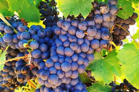 The Fully Local (Private) Tour - Lightning Ridge Tourism 0