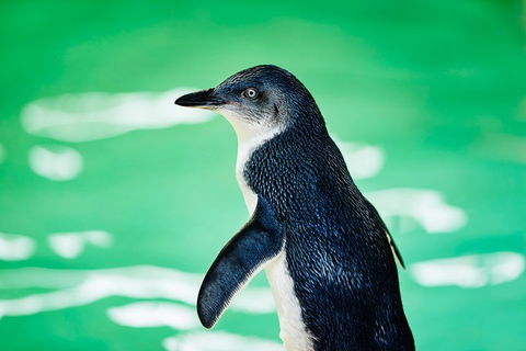 Penguin Island And Fremantle - Canoe, Chocolate & Coffee - Lightning Ridge Tourism 4