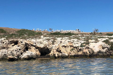 Penguin Island And Fremantle - Canoe, Chocolate & Coffee - Lightning Ridge Tourism 5