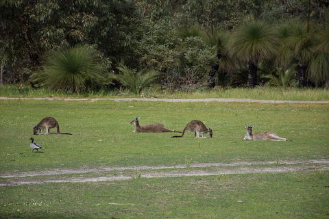 Yanchep & Lancelin - Wildlife, Cave And Sands - Lightning Ridge Tourism 0