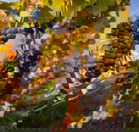 Full Day Tamar Valley Wine Tour - Lightning Ridge Tourism