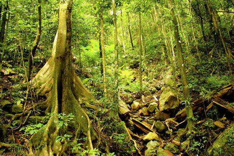 Cairns 4WD Waterfall And Rainforest Tour Including Kuranda Scenic Railway - Lightning Ridge Tourism 1