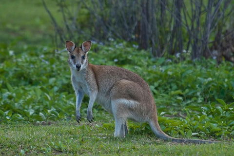Cairns 4WD Waterfall And Rainforest Tour Including Kuranda Scenic Railway - Lightning Ridge Tourism 2