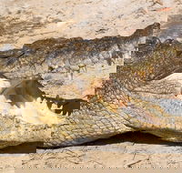 4-Day Cairns Ultimate Combo Daintree Rainforest Reef Kuranda  Paronella Park - Lightning Ridge Tourism