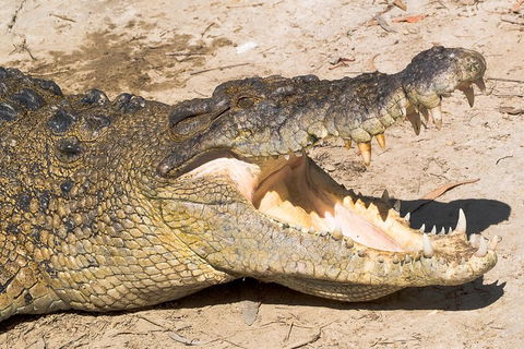 4-Day Cairns Ultimate Combo: Daintree Rainforest, Reef, Kuranda & Paronella Park - Lightning Ridge Tourism 0