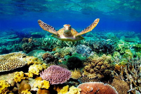 4-Day Cairns Ultimate Combo: Daintree Rainforest, Reef, Kuranda & Paronella Park - Lightning Ridge Tourism 3