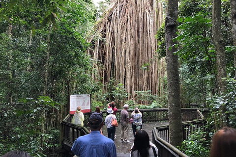 4-Day Cairns Ultimate Combo: Daintree Rainforest, Reef, Kuranda & Paronella Park - Lightning Ridge Tourism 5