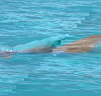 Snubfin Dolphin Eco Cruise from Broome - Lightning Ridge Tourism