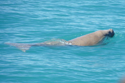 Snubfin Dolphin Eco Cruise From Broome - Lightning Ridge Tourism 0
