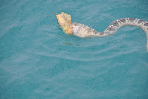 Snubfin Dolphin Eco Cruise From Broome - Lightning Ridge Tourism 2
