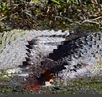 Full Day Tour in the Daintree - Lightning Ridge Tourism