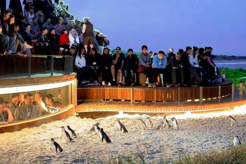 Phillip Island Medium Size Group Tour - Lightning Ridge Tourism 3