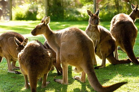Melbourne City Card (3 Days): Visit Unlimited Attractions! - Lightning Ridge Tourism 4