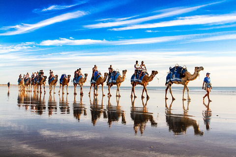Broome Pre-sunset Camel Tour 30 Minutes - Lightning Ridge Tourism 2