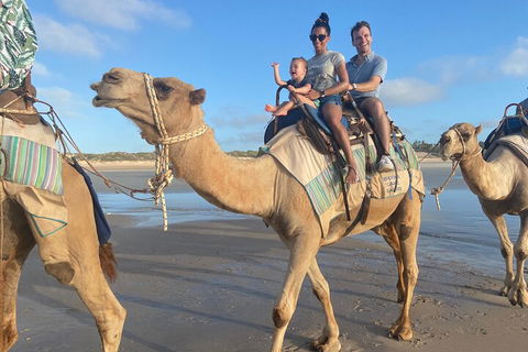 Broome Pre-sunset Camel Tour 30 Minutes - Lightning Ridge Tourism 3