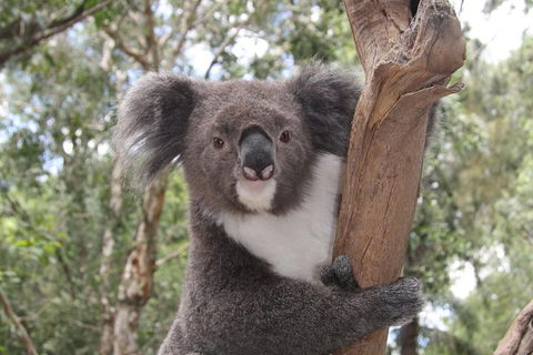 Private Blue Mountains Tour With Kangaroo And Koala Experience - Lightning Ridge Tourism 2