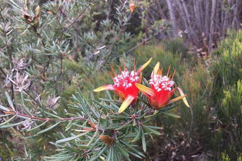 Private Blue Mountains Tour With Kangaroo And Koala Experience - Lightning Ridge Tourism 4