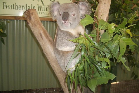 Full-Day Private Blue Mountains Tour With River Cruise - Lightning Ridge Tourism 2