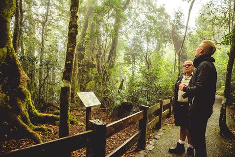 Full-day Springbrook National Park Tour From The Gold Coast - Lightning Ridge Tourism 1