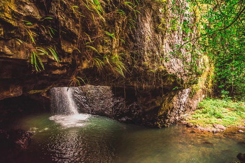 Full-day Springbrook National Park Tour From The Gold Coast - Lightning Ridge Tourism 4
