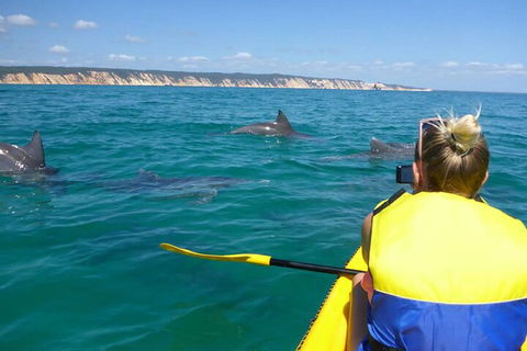 Kayak With Dolphins And 4WD Great Beach Drive Day Trip From Noosa - Lightning Ridge Tourism 1