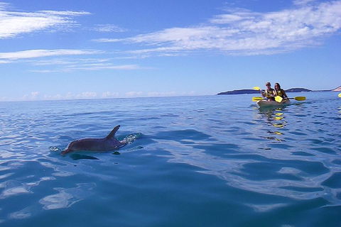 Kayak With Dolphins And 4WD Great Beach Drive Day Trip From Noosa - Lightning Ridge Tourism 2