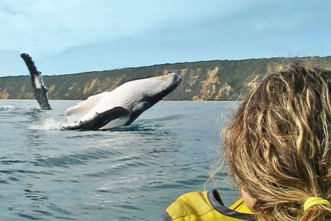 Kayak With Dolphins And 4WD Great Beach Drive Day Trip From Noosa - Lightning Ridge Tourism 3
