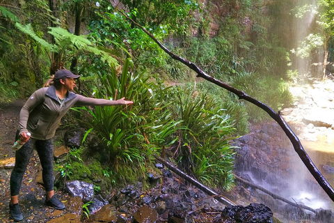 Rainforest & Waterfalls Extravaganza - Lightning Ridge Tourism 4
