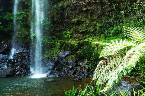 Private Tour - Rainforest & Waterfalls Extravaganza - Lightning Ridge Tourism 1