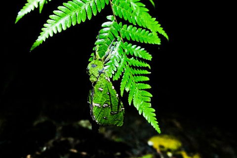 Glow Worms Private Tour - Nocturnal Rainforest Walk - Lightning Ridge Tourism 2