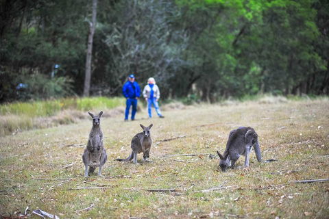 Blue Mountains Private Tour From Sydney - Lightning Ridge Tourism 2