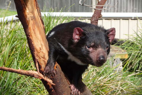 6-Day Tasmania Small-Group Guided Tour With Gourmet Food - Lightning Ridge Tourism 1