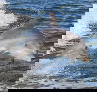 Noosa Oceanrider Scenic Dolphin Safari - Lightning Ridge Tourism