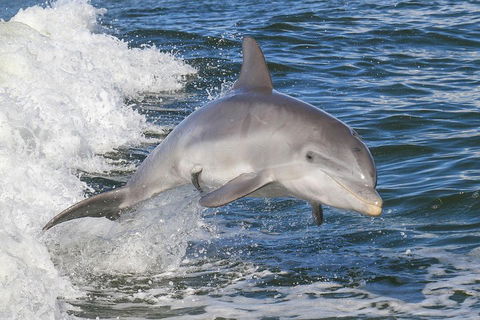 Noosa Oceanrider Scenic Dolphin Safari - Lightning Ridge Tourism 0