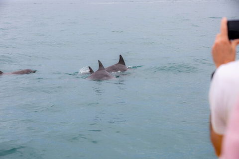 Noosa Oceanrider Scenic Dolphin Safari - Lightning Ridge Tourism 2