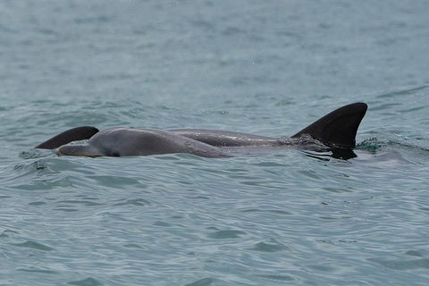 Noosa Oceanrider Scenic Dolphin Safari - Lightning Ridge Tourism 3