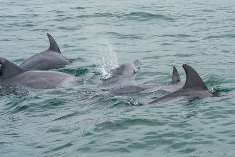 Noosa Oceanrider Scenic Dolphin Safari - Lightning Ridge Tourism 5