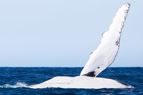 2-Hour Guided Whale Watching Tour At Noosa - Lightning Ridge Tourism 0