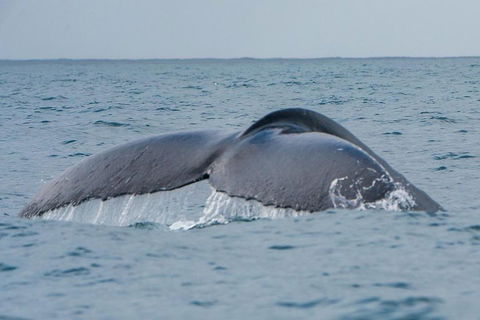 2-Hour Guided Whale Watching Tour At Noosa - Lightning Ridge Tourism 1