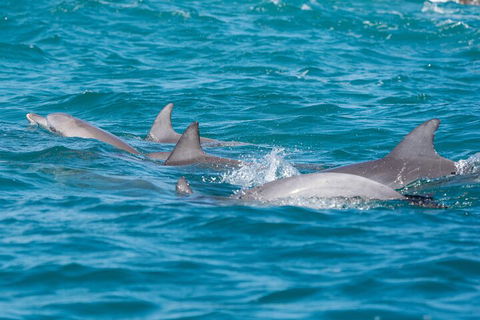 2-Hour Guided Whale Watching Tour At Noosa - Lightning Ridge Tourism 2