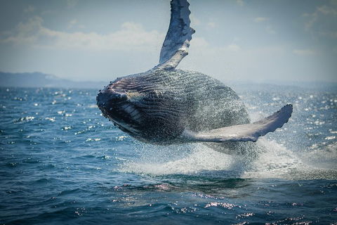 2-Hour Guided Whale Watching Tour At Noosa - Lightning Ridge Tourism 3