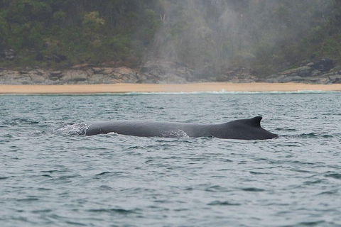 2-Hour Guided Whale Watching Tour At Noosa - Lightning Ridge Tourism 5