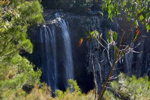 Byron Bay Hinterland Tour Including Rainforest Walk To Minyon Falls - Lightning Ridge Tourism 0