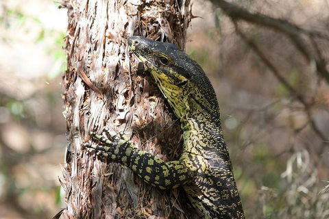 Byron Bay Hinterland Tour Including Rainforest Walk To Minyon Falls - Lightning Ridge Tourism 1