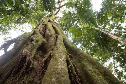 Byron Bay Hinterland Tour Including Rainforest Walk To Minyon Falls - Lightning Ridge Tourism 2