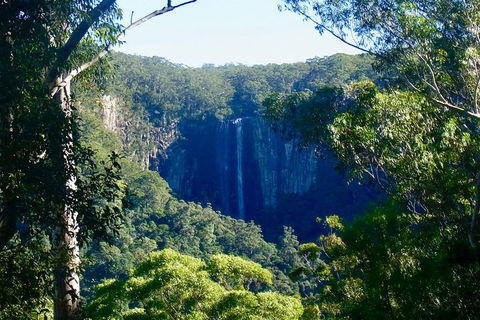 Byron Bay Hinterland Tour Including Rainforest Walk To Minyon Falls - Lightning Ridge Tourism 4