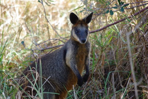 Byron Bay Combo: Hinterland Tour Including Minyon Falls And Kayaking With Dolphins - Lightning Ridge Tourism 2